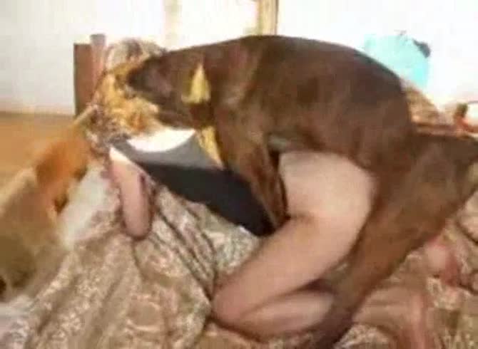 Video :Dog eating and fucking the pussy of big ass lady